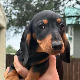 Gray collar - Black and tan male Dachshund puppy in Ocala, Florida from Dalmar Floridachs