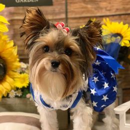 Biewer Terriers and Havanese from Country Sweet Havanese and Bee Happy Biewers