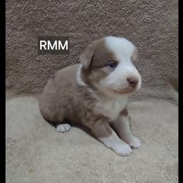 Jb2 - Red merle male Miniature Australian Shepherd puppy in Bend, Oregon from Badlands Toy and Mini Aussies