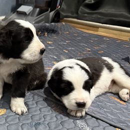 Onyx (puppy to left) - Black and gray male Caucasian Shepherd Dog puppy in Salisbury, Delaware from Blue Line Kennels