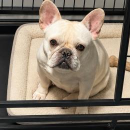 June - Cream female French Bulldog puppy in Clinton, Tennessee from Summer Rose