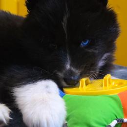 Journee - Black female Siberian Husky puppy in East Tawas, Michigan from BurnsBerg's Woolies
