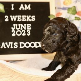 Goldendoodle Puppies from Davis Doodles