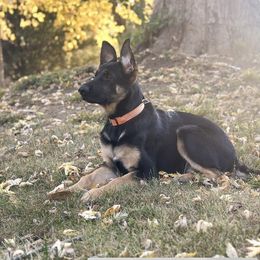German Shepherd Puppies from Vermachtnis German Shepherds