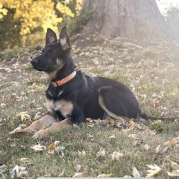 German Shepherd Puppies from Vermachtnis German Shepherds