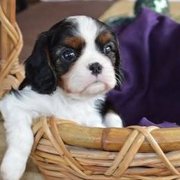 Cavalier King Charles Spaniel Puppies from Kingslee Cavaliers