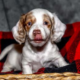 Dachshund Puppies from Muddy Clyde