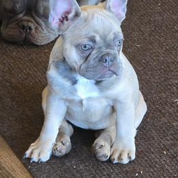 Blue - Blue fawn female French Bulldog puppy in Crane, Missouri from James River French Bulldogs
