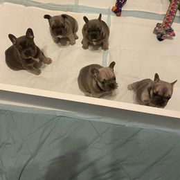 French Bulldog Puppies from Cat's Custom Frenchies