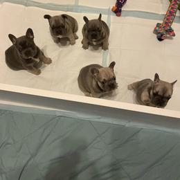French Bulldog Puppies from Cat's Custom Frenchies