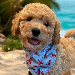 Goldendoodles from Baker County Goldendoodles