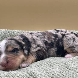Praline Pecan (Praline) - Merle female Bernedoodle puppy in Hendersonville, North Carolina from Kim's Cove