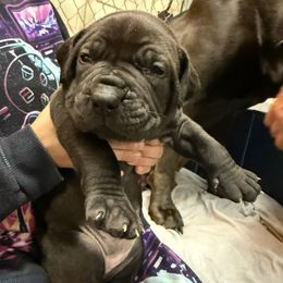 Purple collar female - Black female Boerboel puppy in Rockford, Illinois from Adoraboerboels