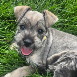 AKC Zula (Yellow) - Salt and pepper female Miniature Schnauzer puppy in West Jordan, Utah from Olympus Schnauzers