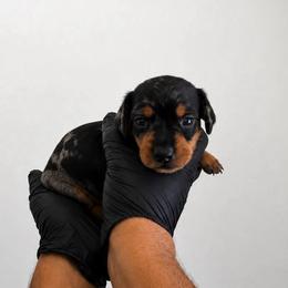 Milo - Dapple male Dachshund puppy in Moreno Valley, California from rdachshunds