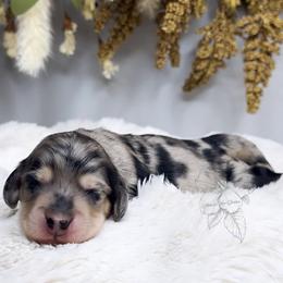 Coral - Dapple female Dachshund puppy in Redding, California from Jean & Mae Doxies
