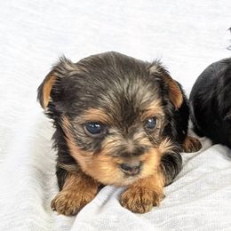 Yorkipoos and Yorkshire Terriers from Pup Moi Furrever Pets