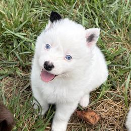 Fletch - Black and white female Pomsky puppy in Orange, Virginia from Fluff and Feathers