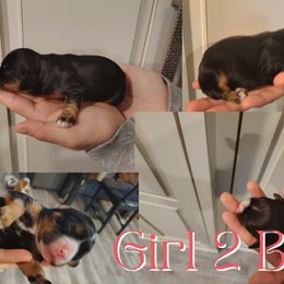Black and Tan Girl 2 - Black and tan female Cavalier King Charles Spaniel puppy in Rockville, Maryland from Skais the Limit Cavaliers