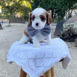 Greyson - Blenheim male Cavalier King Charles Spaniel puppy in Shingle Springs, California from California Spaniels