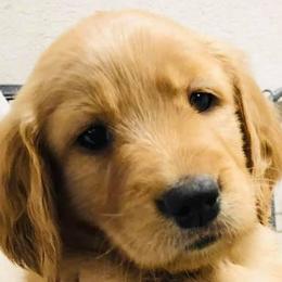Golden Retriever All Grown Up from Sadie Lane Family Goldens