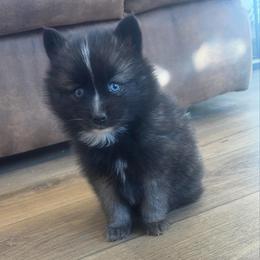 Cupid - Black and white male Pomsky puppy in Tonasket, Washington from Washington Pomskies
