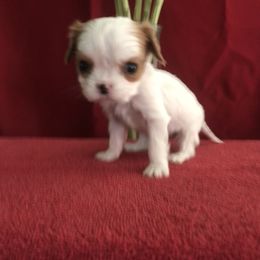 Cavalier King Charles Spaniel Puppies from Christina’s Cavaliers