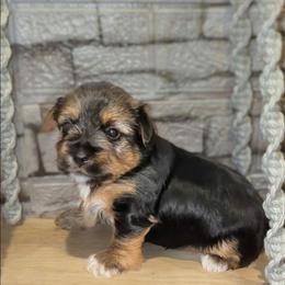 Odin - Black and tan male Yorkshire Terrier puppy in Vancouver, Washington from Yorkastle Kennels