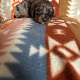 Myra - Dapple female Dachshund puppy in Temple, Texas from Brit’s Doxie Crossing