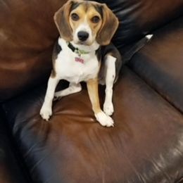 Beagle All Grown Up from Utah Beautiful Beagles