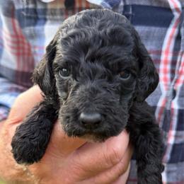 Twix - Black female Poodle puppy in St. Johnsbury, Vermont from Poodles of the Northern Woods