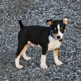 Rat Terrier puppies from Angela Smith
