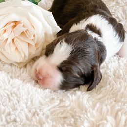English Springer Spaniel Puppies from Starshine Puppies