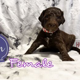 Poodle Puppies from The Poodle Boutique