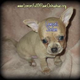 Chihuahua Puppies from Lemon's Full of Flaws Chihuahuas