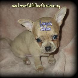 Chihuahua Puppies from Lemon's Full of Flaws Chihuahuas