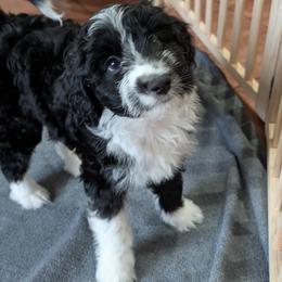 Artemis - Black and white female Aussiedoodle puppy in New Durham, New Hampshire from Ridgeview Aussiedoodles