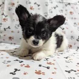 Girl 3 - White and black female Papillon puppy in Joshua, Texas from Summertime Kennels
