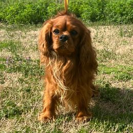 Gabe - Cavalier King Charles Spaniel