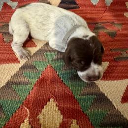 Grey - Brown and gray female Wirehaired Pointing Griffon puppy in Devine, Texas from Tombstone Kennels