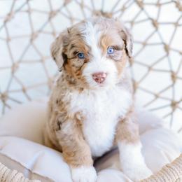 Champagne - Red merle female Aussiedoodle puppy in Spanish Fork, Utah from K Brand Doodles