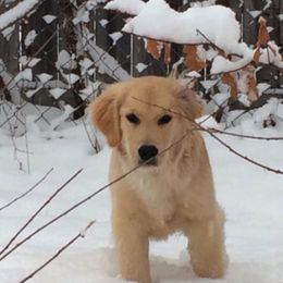 Golden Retriever Puppies from Suthern Gold Golden Retrievers