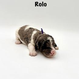 Rolo - Merle female Goldendoodle puppy in Milford, Pennsylvania from Doodles Are Golden