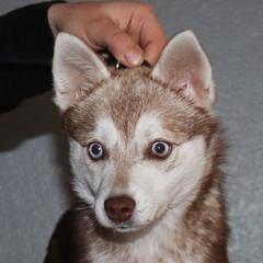 Pele - Alaskan Klee Kai