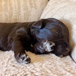 Chandler - Liver male Miniature Schnauzer puppy in Grantsville, Utah from Stellar Schnauzers