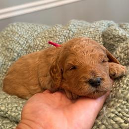 Hot Pink - Cream female Goldendoodle puppy in Greenville, South Carolina from Law Doodles of SC