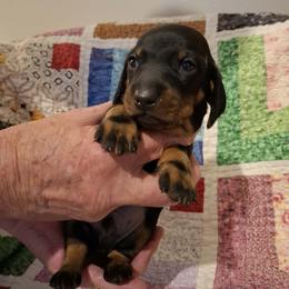 Orange Collar - Black and tan male Dachshund puppy in La Pine, Oregon from Lil Deschutes