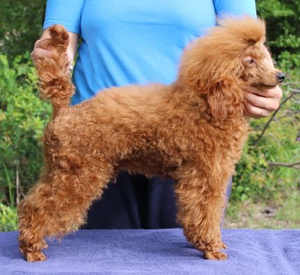 Abounding Poodles in Alabama Poodle puppies Good Dog