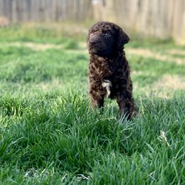 Poodle Puppies from Cosmic Caliber Standard Poodles