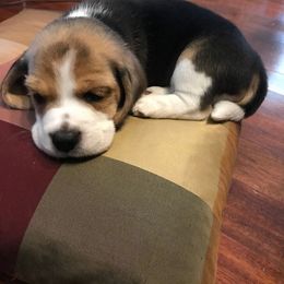 Beagle Puppies from Majestic Beagles